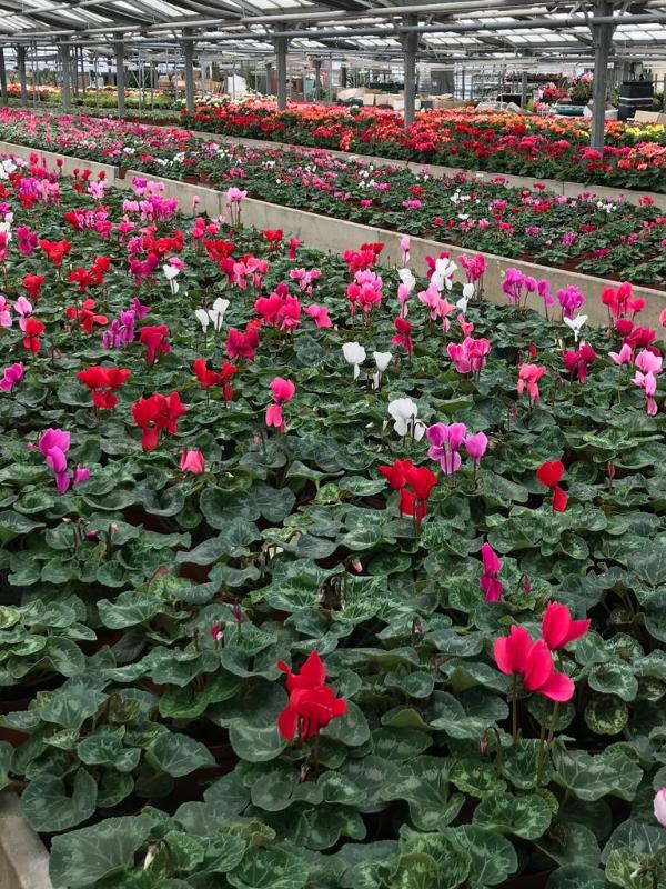 Cyclamens en fleurs sous serre en août