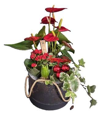Seau avec anthurium rouge et kalanchoé, Joyeuses fêtes