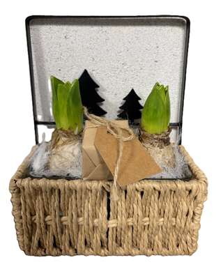 Coffret avec jacinthes et paquet cadeau