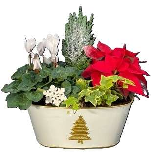 Coupe dorée avec cyclamen, poinsettia et sapin givré