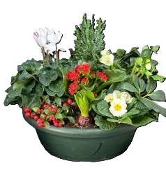 Coupe verte avec cyclamen, kalanchoé rouge et primevères