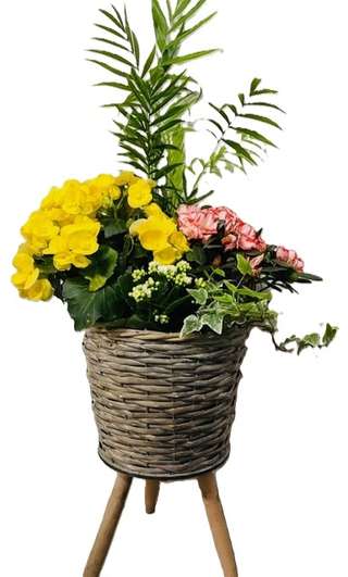 Panier sur pied avec bégonia jaune et œillets roses