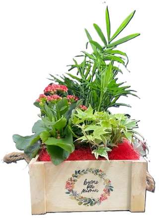 Caisse en bois Bonne fête maman avec kalanchoé et bambou