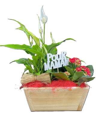 Composition Pour Maman avec spathiphyllum et kalanchoé