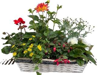 Coupe fleurie avec campanule mauve, dahlia et bégonia rouge