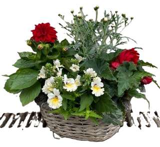 Jardinière en osier blanc avec dahlia, géranium, gazania et fuchsia