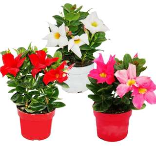 Bacopa blanc retombant en pot