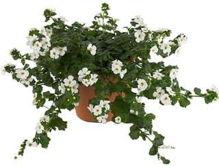Jardinière de bégonias roses