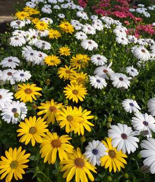 Marguerites blanches et jaunes en fleurs
