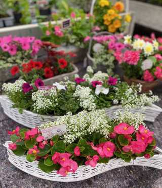 Corbeilles fleuries garnies de bégonias, alysses et pétunias