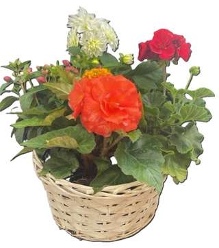 Panier en osier avec bégonia orange, chrysanthème blanche et géranium rouge