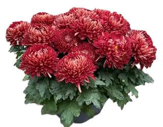 Compositions de chrysanthèmes pour la Toussaint
