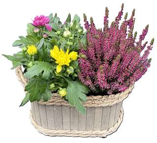 Panier de chrysanthèmes roses, jaunes et bruyère