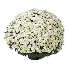 Boule de chrysanthèmes blancs