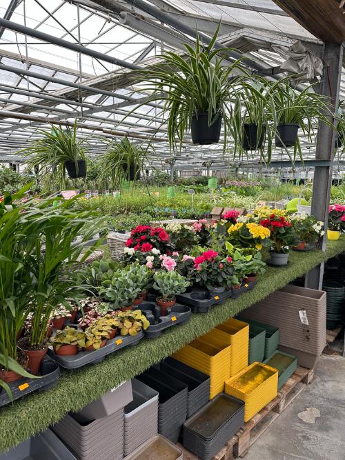 Étals de plantes en pot